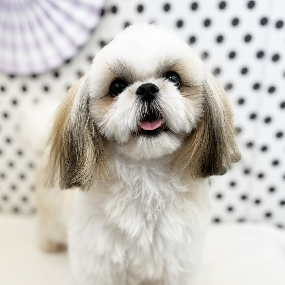 ☆２月で１歳になったモデル犬☆